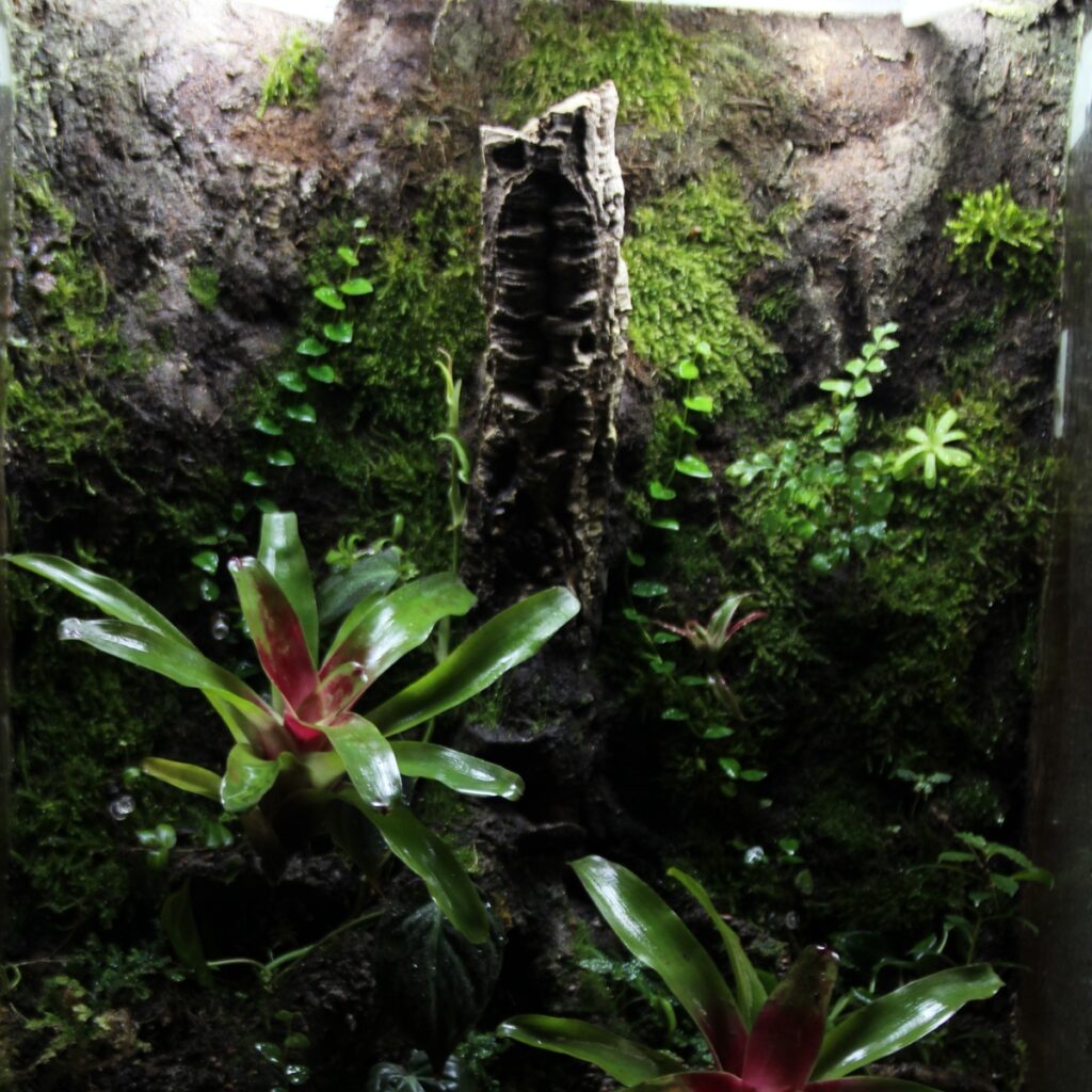 terrari naturalistici lifemotif def